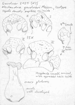 Vorschaubild Nectandra gardneri Meisn.